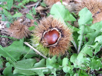 ����̂ݍ₠����̂����I