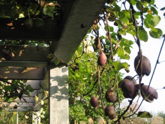 ���փ|�[�`�̂�����