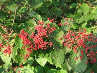 �t�B�[���h�̏H