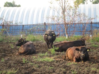 �G�{�̋u�_��