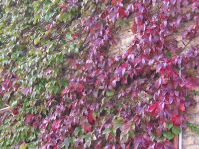 �H�F�̃c�^�ʐ^