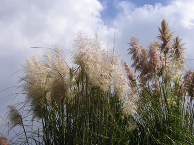 �j���[�W�[�����h�̃X�X�L�ʐ^