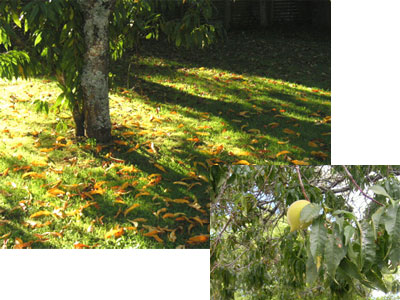 ���̂��镗�i�ʐ^