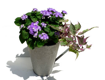 �����C���[�W