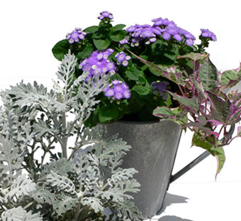 �T���ƂU���̃R���e�i