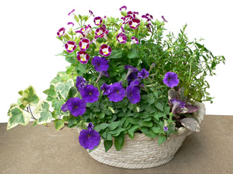 �����C���[�W