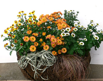 �����C���[�W