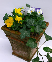 �����C���[�W