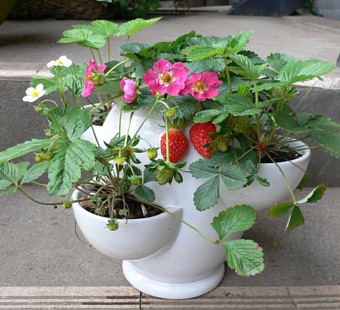 �����C���[�W