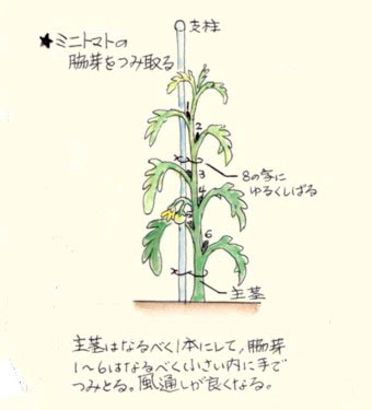 �����C���[�W