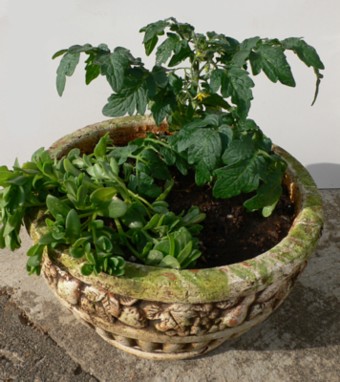 �����C���[�W