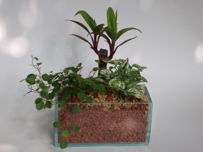 �����C���[�W