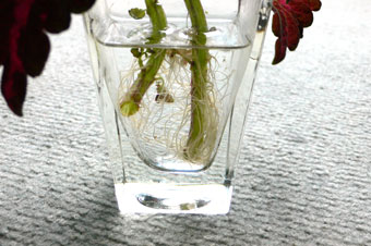 �R���E�X�̍�