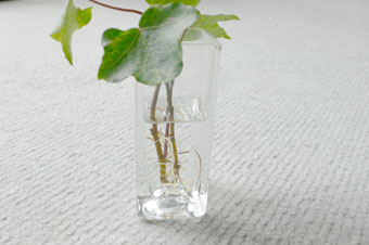 �A�C�r�[�̍�