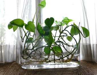 �A�P�N�ȏソ�������͔|