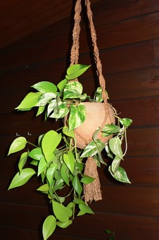 �@�T�N�ȏ�A�����ςȂ��̉�Ƃ̃|�g�X