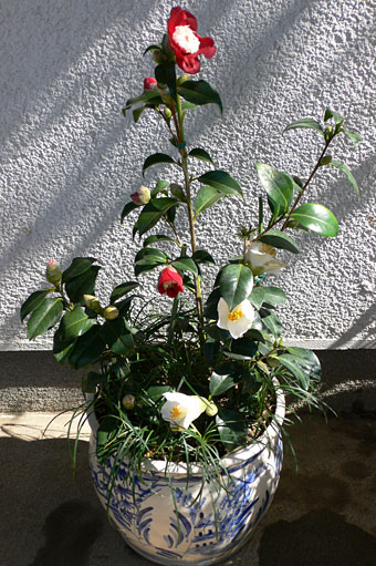 一鉢から始めるガーデニング レッスン19・2008年2月