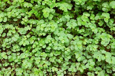 ���̍D���Ȏ�d��