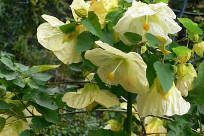 ���̍D���Ȏ�d��