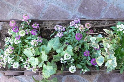 ���̍D���Ȏ�d��