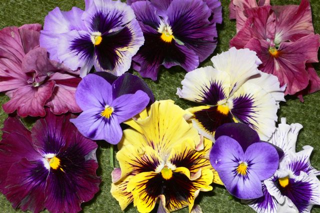 ���̍D���Ȏ�d��