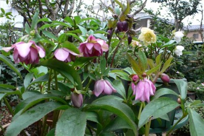 ���̍D���Ȏ�d��