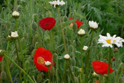 ���̍D���Ȏ�d��