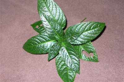 ���̍D���Ȏ�d��