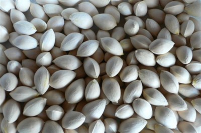 ���̍D���Ȏ�d��