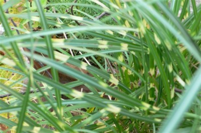 ���̍D���Ȏ�d��