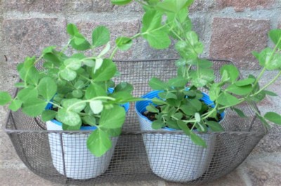 ���̍D���Ȏ�d��