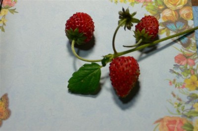 ���̍D���Ȏ�d��