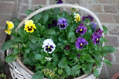 ���̍D���Ȏ�d��