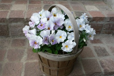 ���̍D���Ȏ�d��