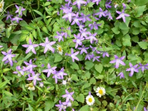 ���̍D���Ȏ�d��