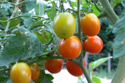 ���̍D���Ȏ�d��