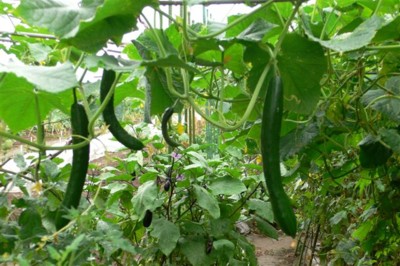 ���̍D���Ȏ�d��