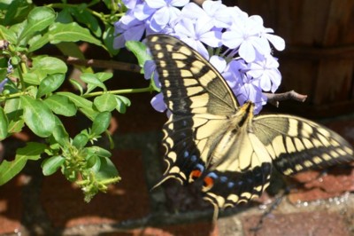 ���̍D���Ȏ�d��