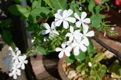 ���̍D���Ȏ�d��