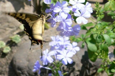 ���̍D���Ȏ�d��