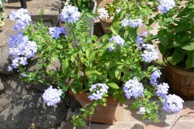 ���̍D���Ȏ�d��