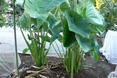 ���̍D���Ȏ�d��