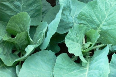 ���̍D���Ȏ�d��