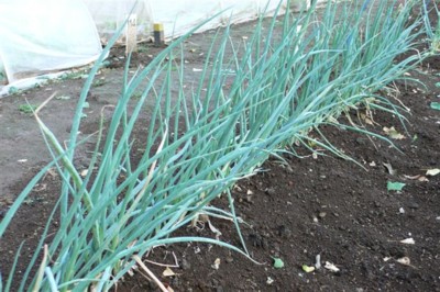 ���̍D���Ȏ�d��