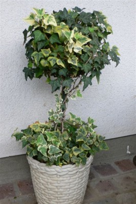 ���̍D���Ȏ�d��