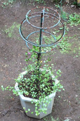 ���̍D���Ȏ�d��