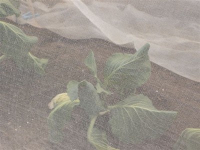 ���̍D���Ȏ�d��