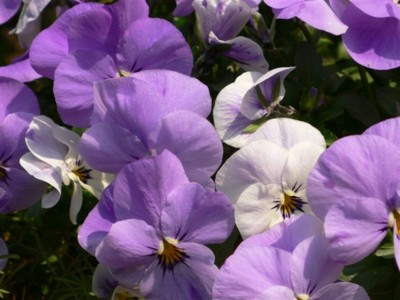 ���̍D���Ȏ�d��