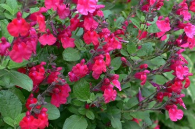 ���̍D���Ȏ�d��