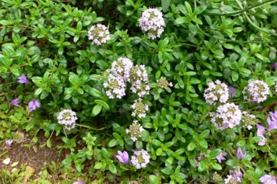 ���̍D���Ȏ�d��